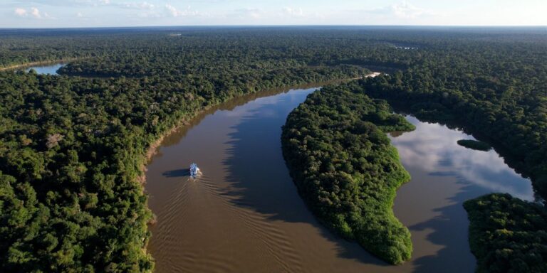 Fazendas ilegais de gado devastam áreas protegidas na Amazônia