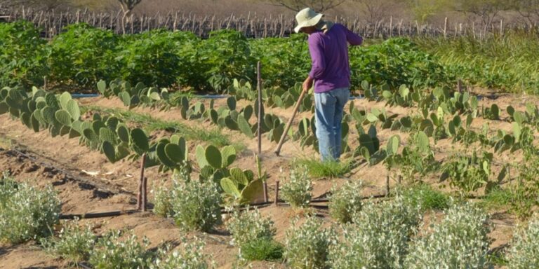 CMN simplifica crédito rural a populações tradicionais e extrativistas