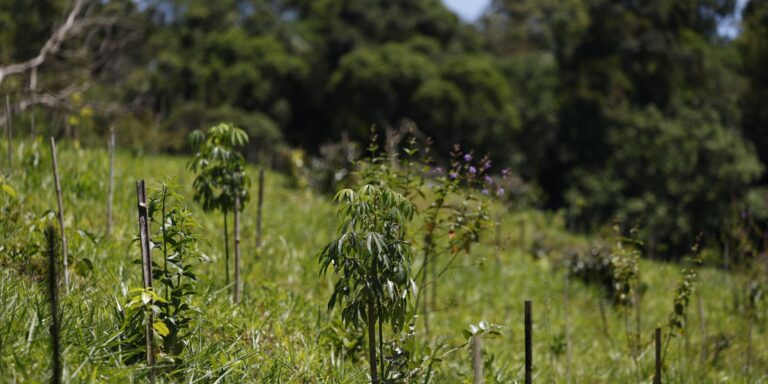 Revisão do IBGE: Mata Atlântica perde 1% de área e Cerrado ganha 1,8%