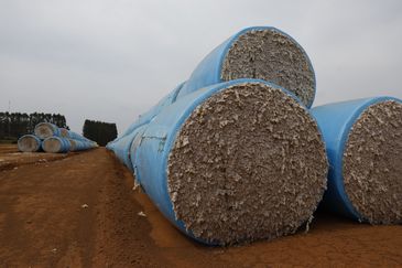 Balsas (MA), 09/10/2025 – Produção de algodão em fazenda na região da Batavo. Foto: Fernando Frazão/Agência Brasil