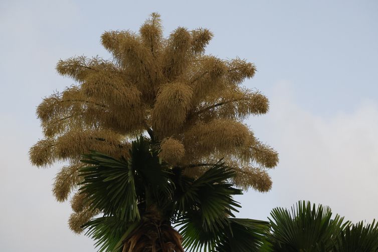 Rio de Janeiro (RJ), 26/11/2025 – Floração única das palmeiras Talipot (Corypha umbraculifera) plantadas no Aterro do Flamengo durante a década de 1960 pelo projeto do paisagista Roberto Burle Marx. Foto: Fernando Frazão/Agência Brasil