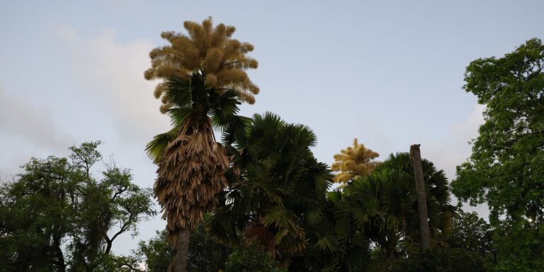 Palmeiras raras florescem no Parque do Flamengo após 60 anos