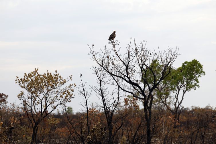 Balsas (MA), 09/10/2025 – Gavião-caboclo em area de vegetação de cerrado atingida por queimada nos Gerais de Balsas. Foto: Fernando Frazão/Agência Brasil