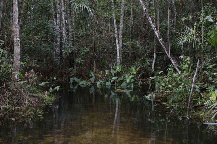 Balsas (MA), 10/10/2025 – Riacho na comunidade do Brejão, nos Gerais de Balsas. Foto: Fernando Frazão/Agência Brasil