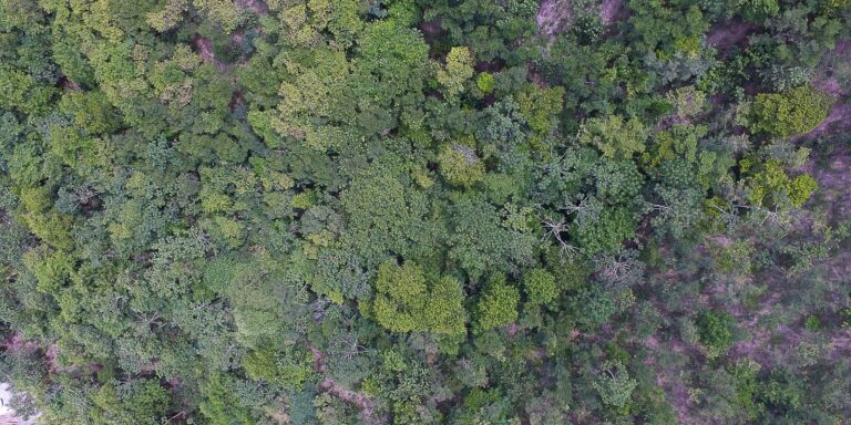 Exposição digital mostra vida nos seis biomas brasileiros