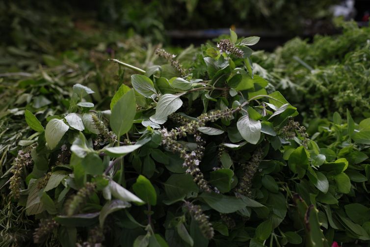 Rio de Janeiro (RJ), 16/12/2025 – Comércio de ervas para banhos energéticos e espirituais no Mercadão de Madureira. Foto: Fernando Frazão/Agência Brasil