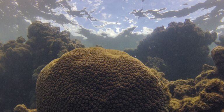 El Niño afeta ecossistema marinho no Oceano Atlântico, diz estudo