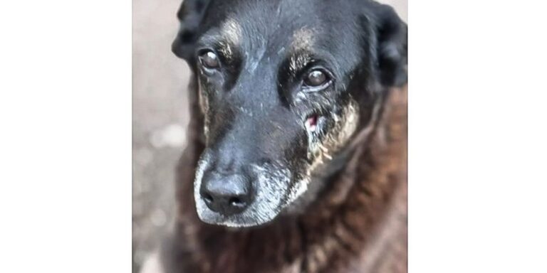 Caso Orelha: o que se sabe até agora sobre a morte do cão em SC