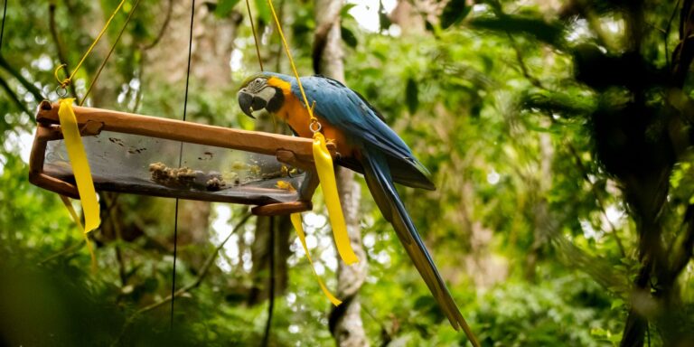 Parque Nacional da Tijuca recebe primeira soltura de araras-canindés