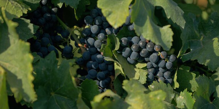 Documentário sobre cultura vinícola no país tem exibição na TV Brasil