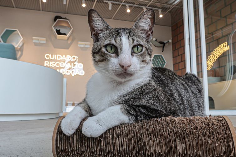 São Paulo (SP), 30/01/2026 - Adoção de Pets  na  Casa Adote na Vila Madalena em parceria com o Instituto Ampara Animal e a ONG Encontrei um Amigo.  Foto: Paulo Pinto/Agência Brasil