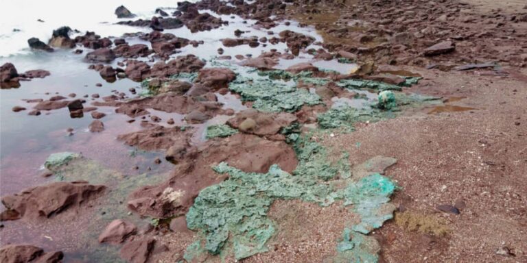 Rochas de plástico chegam a ninhos de tartarugas em ilha brasileira