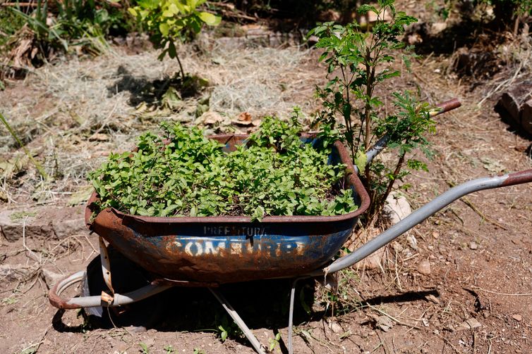 Rio de Janeiro (RJ), 26/03/2026 - Horta comunitária do programa Hortas Cariocas, no Salgueiro. Hortas agroecológicas e ancestrais no Morro do Salgueiro, zona norte da cidade. Foto: Tânia Rêgo/Agência Brasil