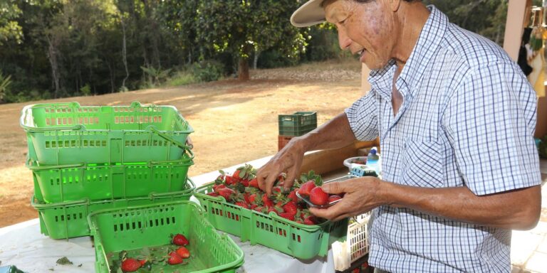 Finep vai pagar R$ 220 milhões para inovações em agricultura familiar 