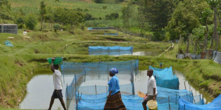 Estudo alerta para avanço de bactéria em criações de peixes