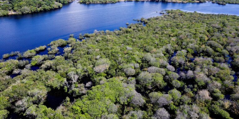 Alertas de desmatamento na Amazônia caem 35% em junho de 2026