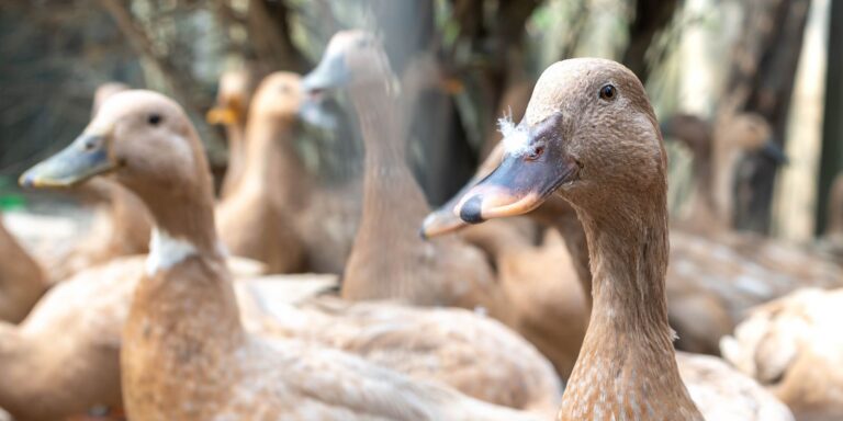 Entidades defendem projeto que proíbe alimentação forçada de animais