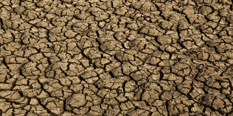 Desertificação no Brasil ameaça segurança hídrica e alimentar