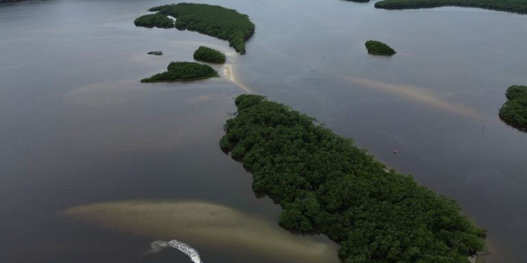 Países consideram insuficientes ações contra crise da biodiversidade
